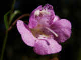 Agalinis tenuifolia (DeKalb County, Georgia)