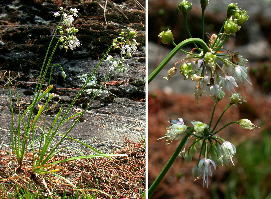 Allium cernuum (nodding onion), Caldwell County, North Carolina