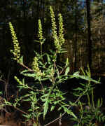 Ambrosia artemisiifolia (DeKalb County, Georgia)