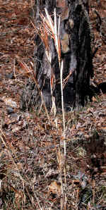 Andropogon gyrans Ashe var. gyrans (Morgan County, Georgia)