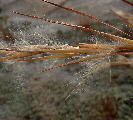 Andropogon virginicus (DeKalb County, Georgia)