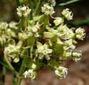 Asclepias verticillata (DeKalb County, Georgia)