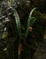 Asplenium resiliens