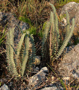 Star-scale cloak fern (Astrolepis integerrima)