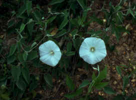 Calystegia catesbeiana ssp. catesbeiana (Catesby's bindweed), a rare plant not included in text because not conclusively identified then and not on ALNHP tracking list (it apparently should be)