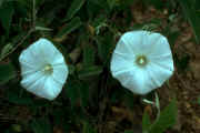 Catesby's bindweed (Calystegia catesbeiana ssp. catesbeiana)