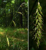 Carex cherokeensis (Morgan Co., GA)