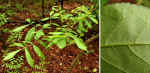 Carya pallida (DeKalb County, Georgia)