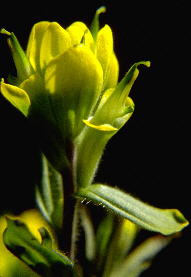 Castilleja kraliana flower-cluster, one flower with bract reflexed to show flower and calyx-lobes spread to reveal more of corolla.