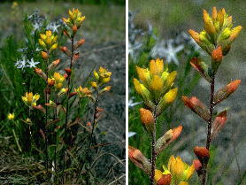 Odd form of Castilleja kraliana in which the sequestration of the red pigment within the basal leaves has broken down, resulting in reddish and orangish tinges in the upper portions of the plant.
