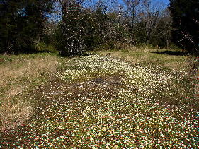 Cedar Glade developed over limestone and protected by The Nature Conservancy of Alabama, with masses of endemic Leavenworthia alabamica (Alabama gladecress). Prairie Grove Glades Preserve, Lawrence County, Alabama. April 1, 2009.