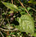 Celtis tenuifolia (DeKalb County, Georgia)