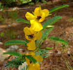 Chamaecrista fasciculata (DeKalb County, Georgia)