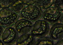 Cheilolejeunea clausa, microscopic view of rehydrated material from Allison 13131, with a single, large, lunate oil body per cell, characteristic of the species