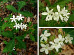 Cnidoscolus stimulosus (DeKalb County, Georgia), pistillate flowers at upper right, staminate at lower right