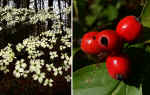 Cornus florida (DeKalb County, Georgia)