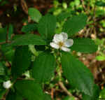 Crataegus uniflora (DeKalb County, Georgia) 