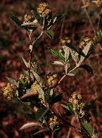 Alabama croton (Croton alabamensis var. alabamensis)