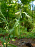 Crotalaria sagittalis (DeKalb County, Georgia)