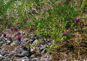 Sprawling habit of Dalea cahaba