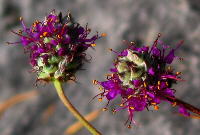 Short, compact flower spikes of Dalea cahaba