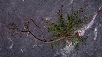 Plant [holotype-to-be!] of Dalea cahaba, extracted to show extensive underground root