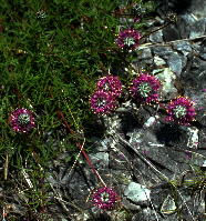 Dalea cahaba, with characteristic short spikes of flowers