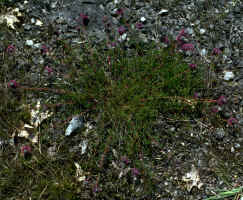 Sprawling habit of Dalea cahaba