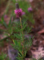 Dalea gattingeri, Floyd County, Georgia, with more leaflets (>5) than found in D. cahaba.