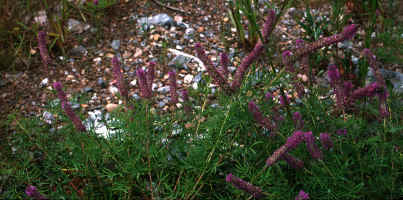 Dalea gattingeri, Floyd County, Georgia, showing typical long, somewhat sinuous spikes.