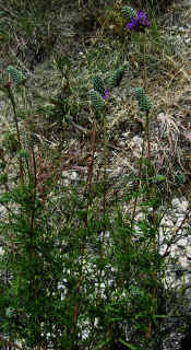 Dalea tenuis, Irion County, Texas, showing comparatively erect habit and long peduncles.