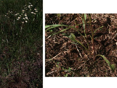 Erigeron strigosus var. beyrichii, from a roadside near a Ketona dolomite glade. At right, closeup of plant base.