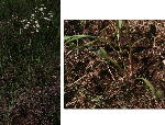 Erigeron strigosus var. beyrichii, from a roadside near a Ketona dolomite glade.