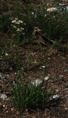 Erigeron strigosus var. calcicola, Floyd County, Georgia.