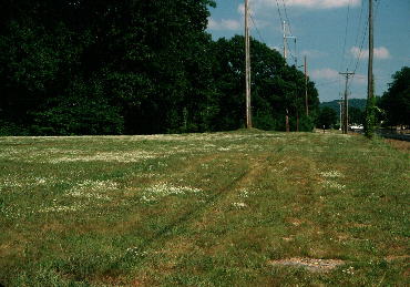 Lawn on shallow soil over limestone, adjacent to US Highway 41A (Bedford County, Tennessee), with much Erigeron strigosus var. calcicola.