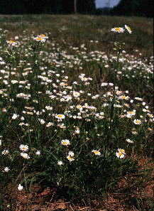 Erigeron strigosus var. calcicola, from site shown at left, blooming at a lower height in response to mowing.