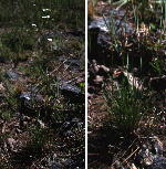 Erigeron strigosus var. dolomiticola