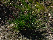 Erigeron strigosus var. dolomiticola, closeup of base of plant shown above