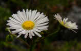 Cahaba daisy fleabane (Erigeron strigosus var. dolomiticola)