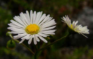 Flower heads of Erigeron strigosus var. dolomiticola