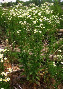 Erigeron strigosus var. strigosus in a Bibb County, Alabama clearcut