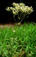 Eupatorium rotundifolium (DeKalb County, Georgia