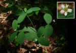 Euphorbia pubentissima (Morgan Co., GA)