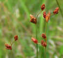 Fimbristylis puberula