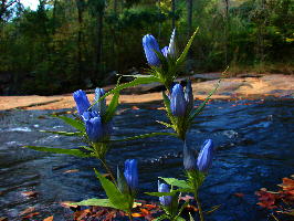 Gentiana saponaria (soapwort gentian), DeKalb County, Georgia
