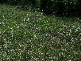 Glade scene with Castilleja kraliana and Amsonia ciliata var. tenuifolia.