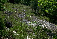 Strongly sloping "Browne's Dam Northeast Glade," June 1992