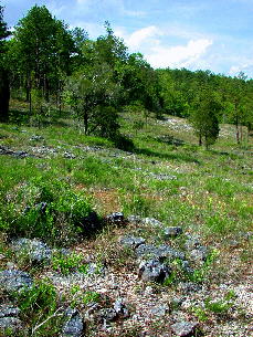 Glade in springtime, with deceptive marbleseed in bloom near right foreground