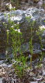 Hedyotis nigricans