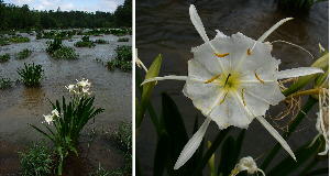 Cahaba lilies (Hymenocallis coronaria) in the Cahaba River.